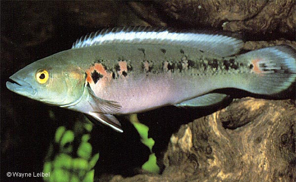 Crenicichla marmorata Female