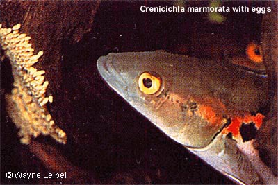 Crenicichla marmorata female guarding eggs