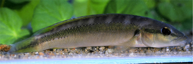 Crenicichla minuano