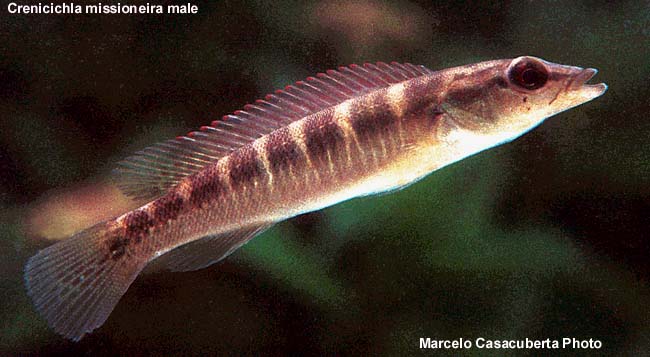 Crenicichla missioneira 