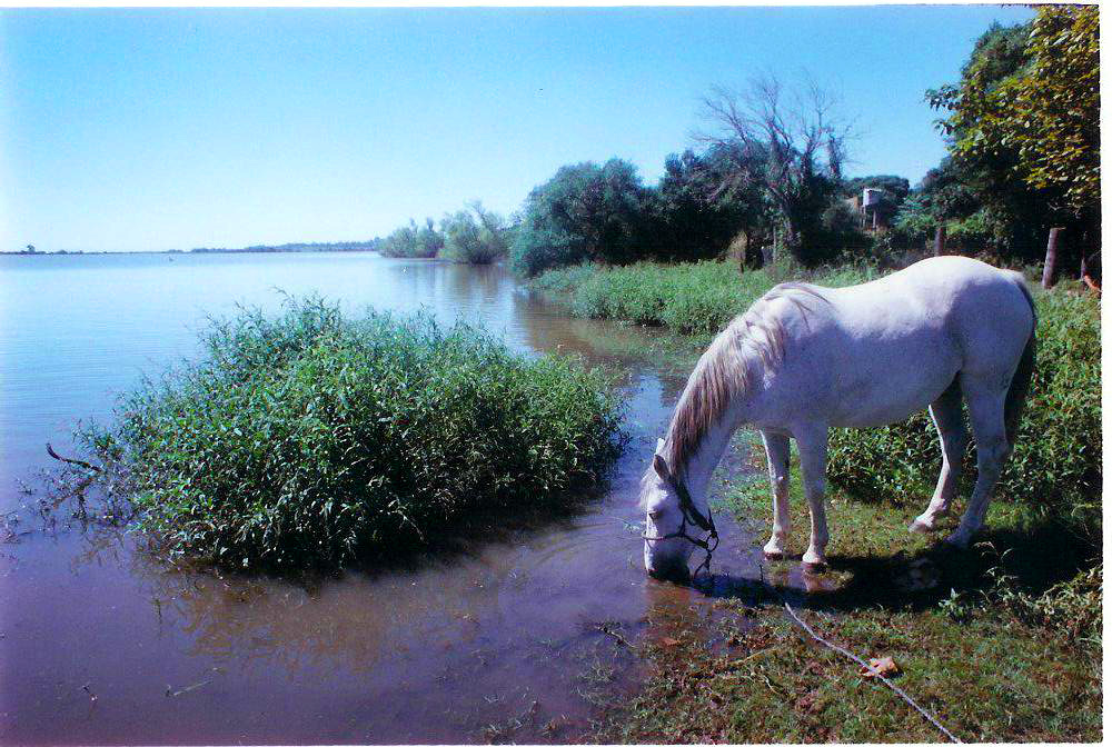 Crenicichla missioneira habitat