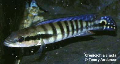 Crenicichla cincta