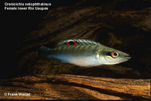 Crenicichla notophthalmus female from lower Rio Uaupes