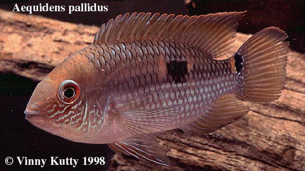 Aequidens pallidus from Rio Jatapu, Brazil