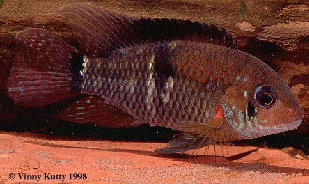 Aequidens patricki from Peru, guarding eggs