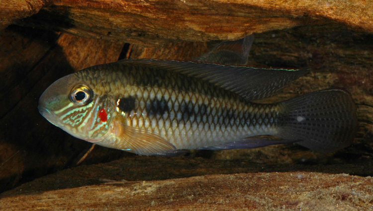 Crenicara latruncularium male 