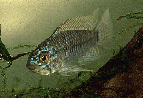 Apistogramma cf. resticulosa male