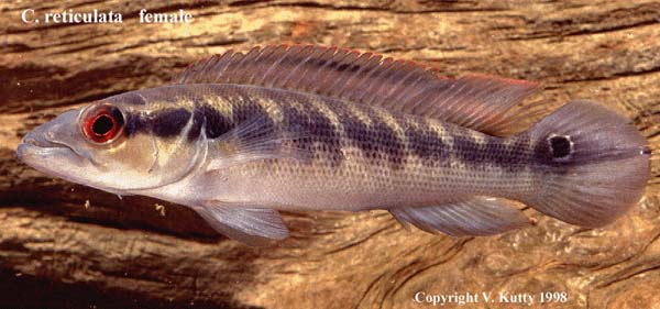 Crenicichla reticulata female