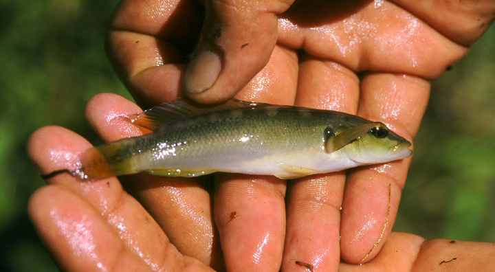 Crenicichla sp. aff. minuano 