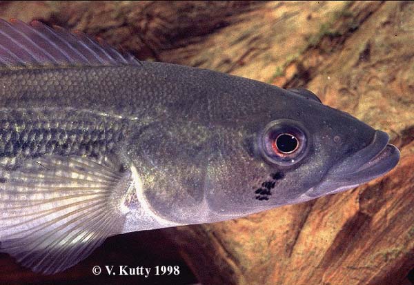 Crenicichla scotti head profile