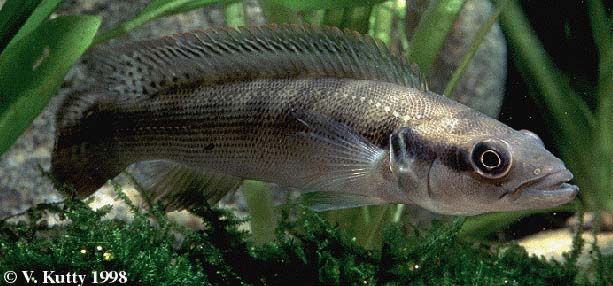 Crenicichla stocki male