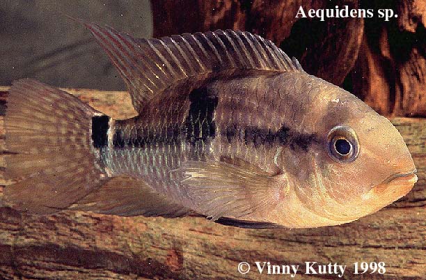 Aequidens cf. tetramerus from Peru