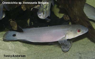 Crenicichla sp. Venezuela adult coloration