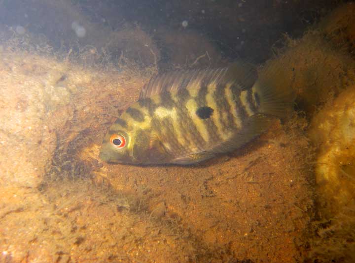 Austraoheros species