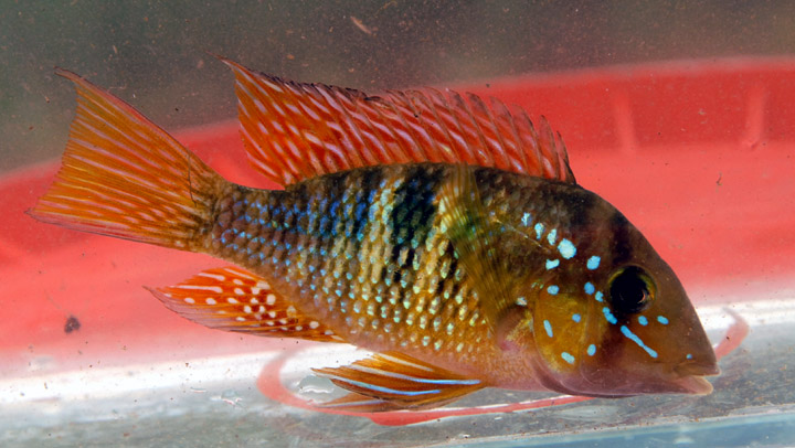 Gymnogeophagus sp. Catalan