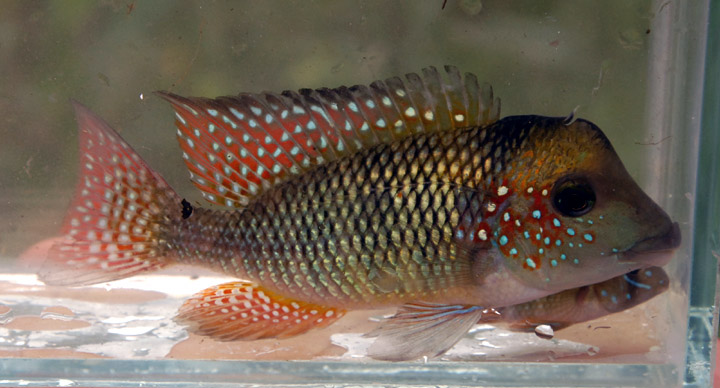 Gymnogeophagus sp. Catalan Grande