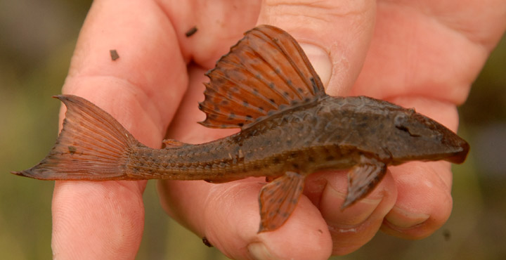 Hypoptomus sp. Catalan Grande