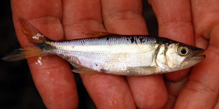 Oligosarchus sp. Catalan Grande