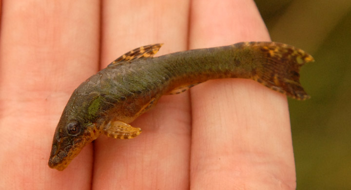 Otocinclus sp. Catalan Grande