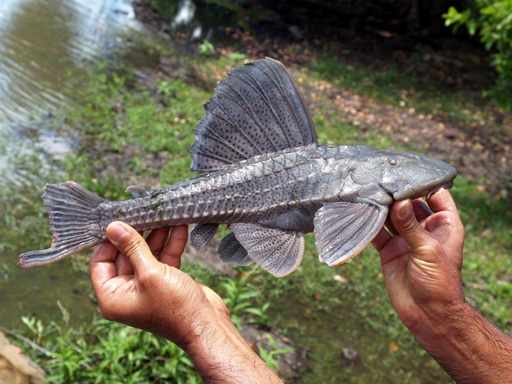 Blue Pleco