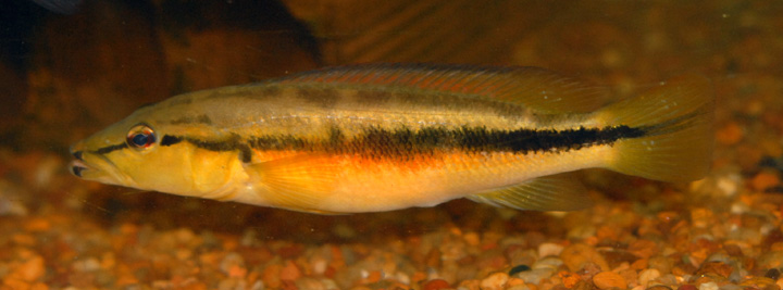 Crenicichla celidochilus