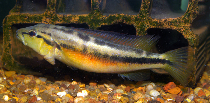 Crenicichla celidochilus