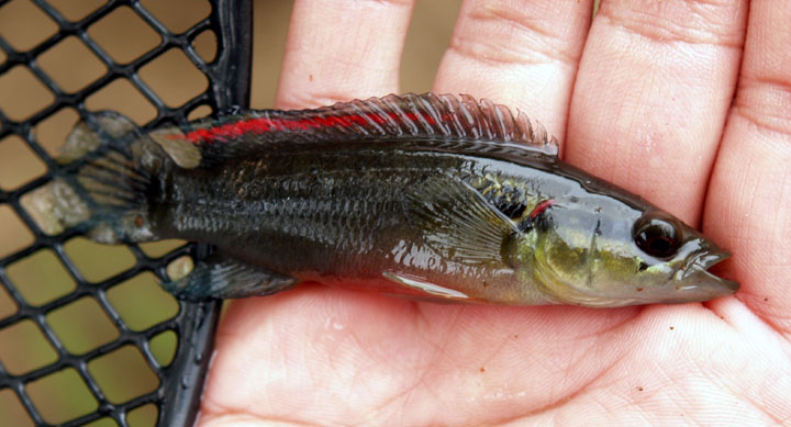 Crenicichla cf. lepidota