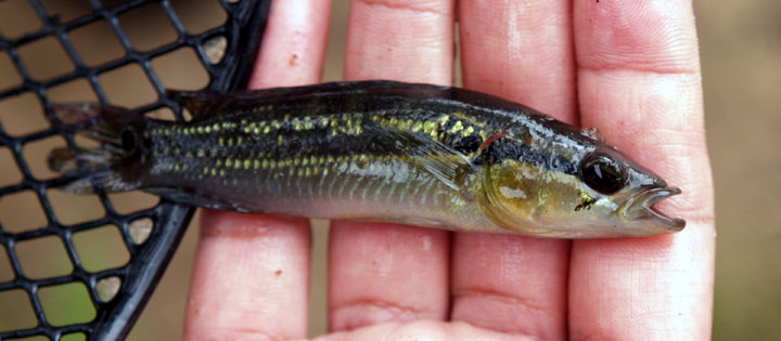 Crenicichla cf. lepidota