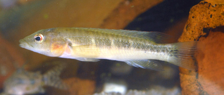 Crenicichla minuano