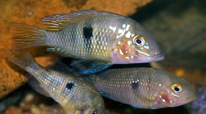 Gymnogeophagus sp. Catalan