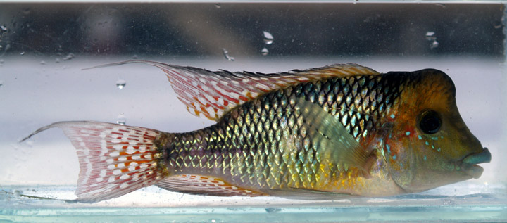 Gymnogeophagus sp. La Pedrera