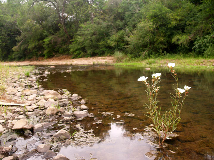 Arroyo Rubio Chico