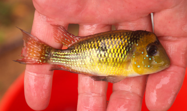 Gymnogeophagus sp. Rubio Chico