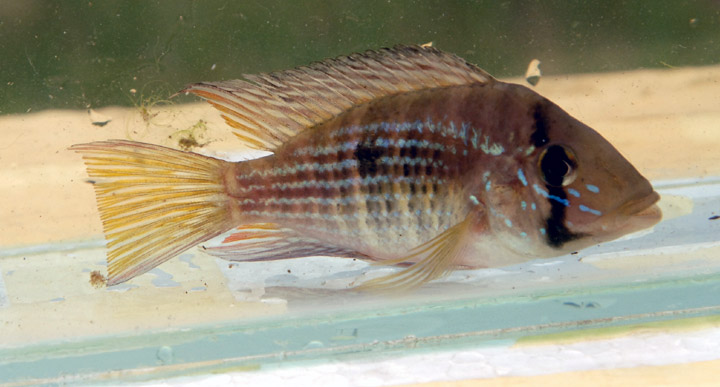 Gymnogeophagus rhabdotus