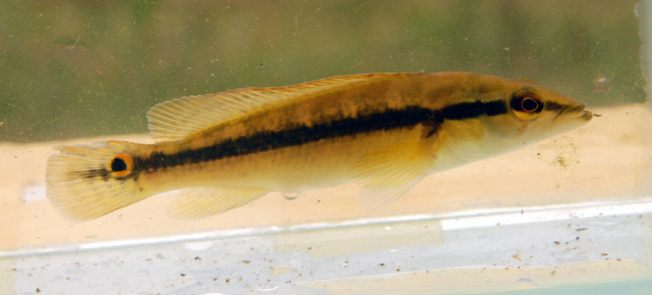 Crenicichla scotti