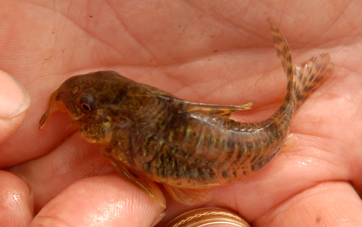 Corydoras paleatus