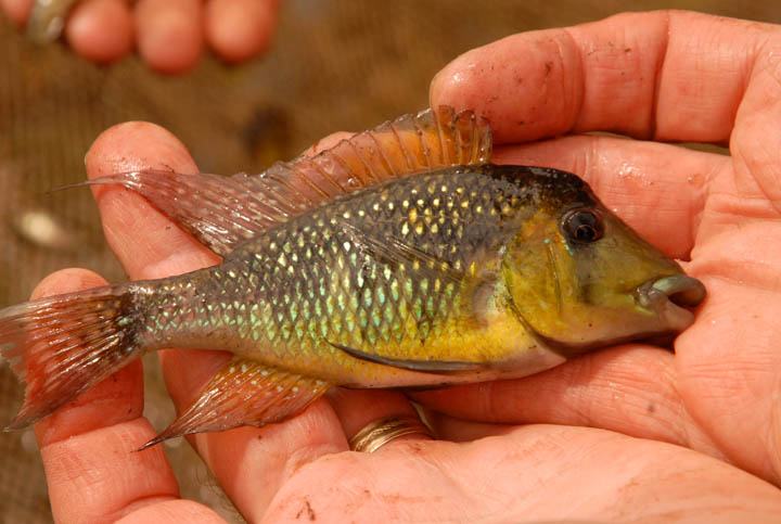 Gymnogeophagus