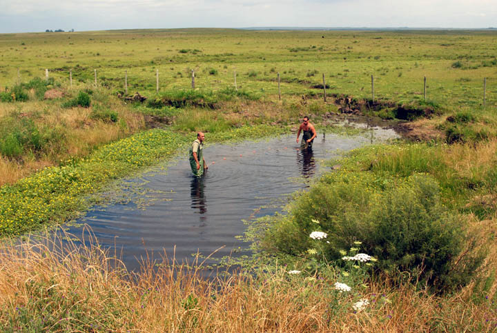 Cow Pond