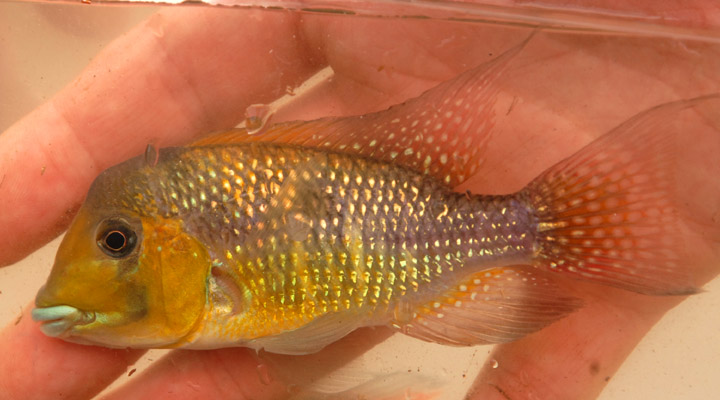 Gymnogeophagus