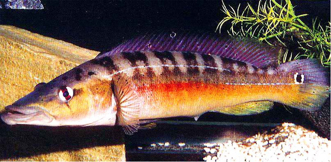 Crenicichla vittata