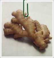 Ginger Root