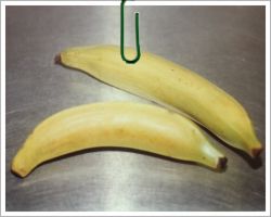 Plantain Banana