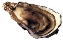 oyster