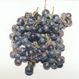 Grapes