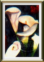 Calla Lily