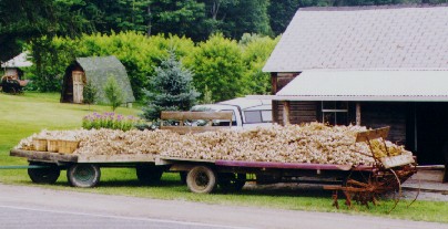 Wagon load of Garlic