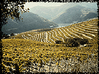 Valle du Douro / Lien d'informations vers le site MacVine