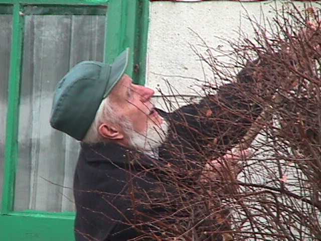 Dad battles a bush in successful effort to decorate Anne's House for Christmas