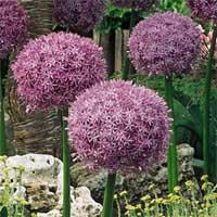 allium globemaster