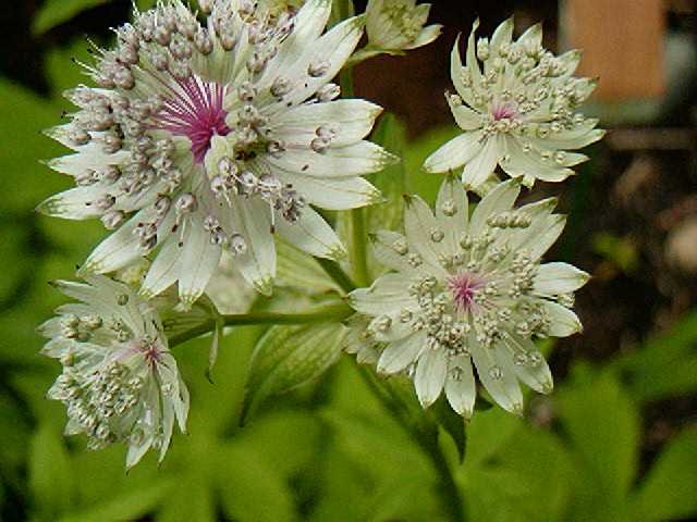 Astrantia-White